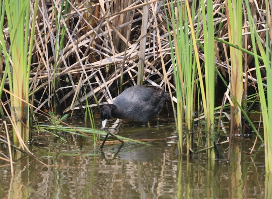 American Coot - ML620623598