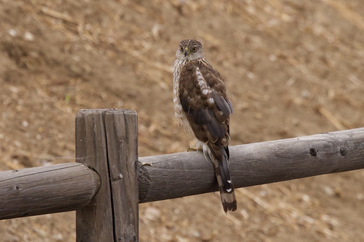 Cooper's Hawk - ML620623600