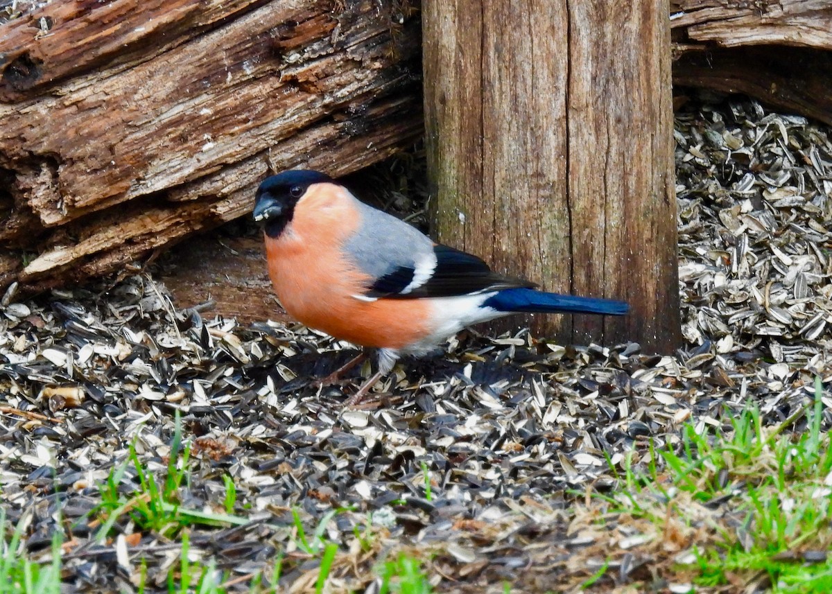 Eurasian Bullfinch - ML620623602