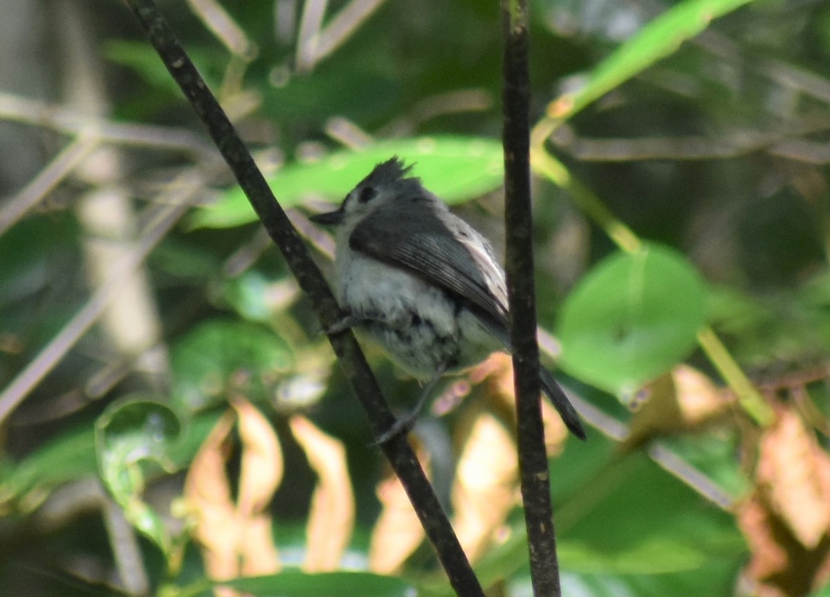 Tufted Titmouse - ML620623603