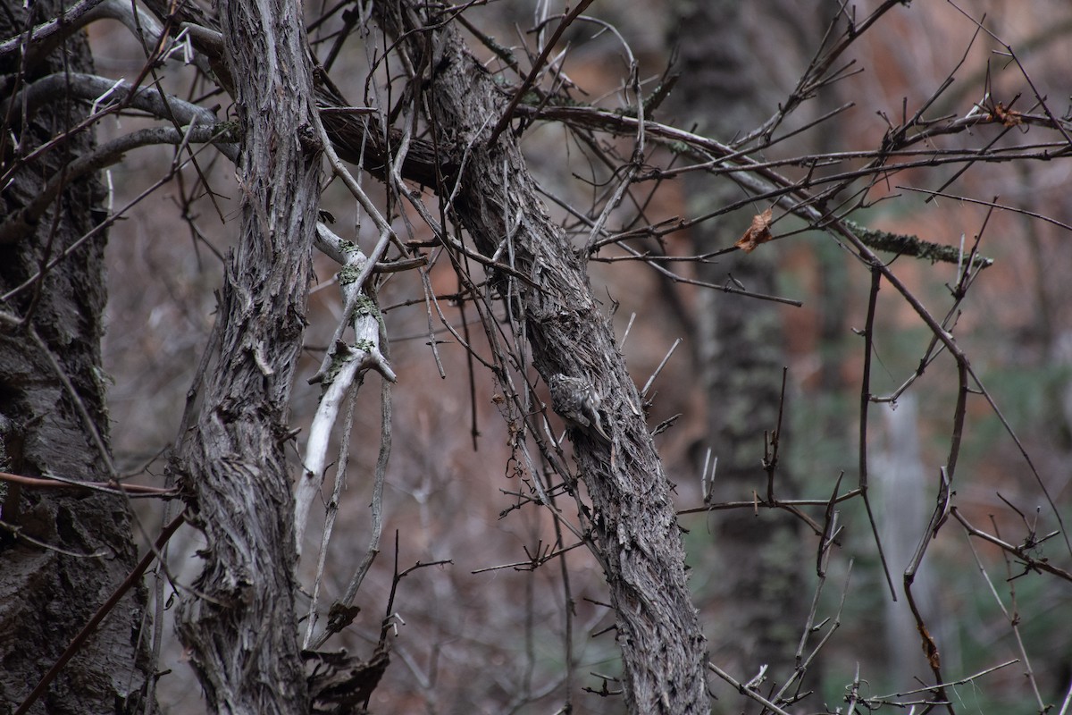 Brown Creeper - ML620623606