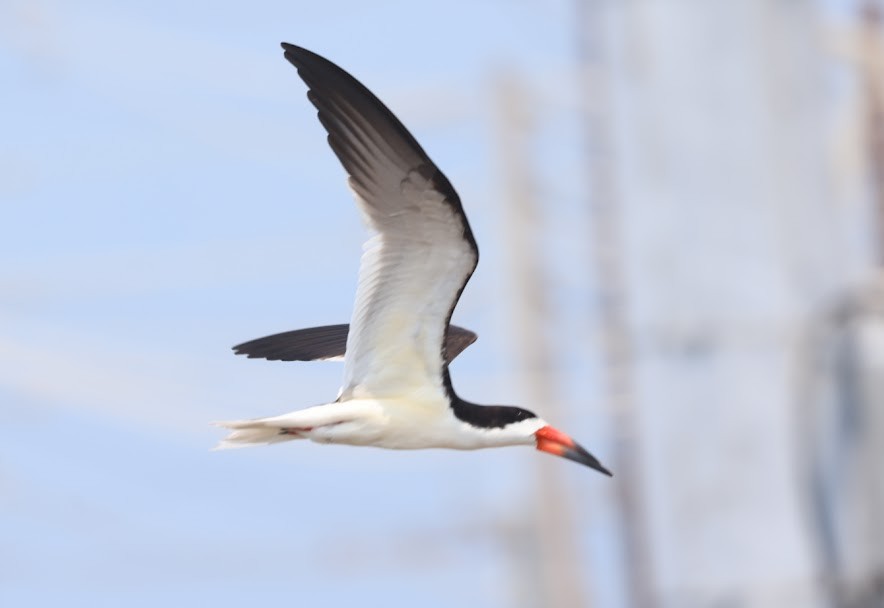 Black Skimmer - ML620623607