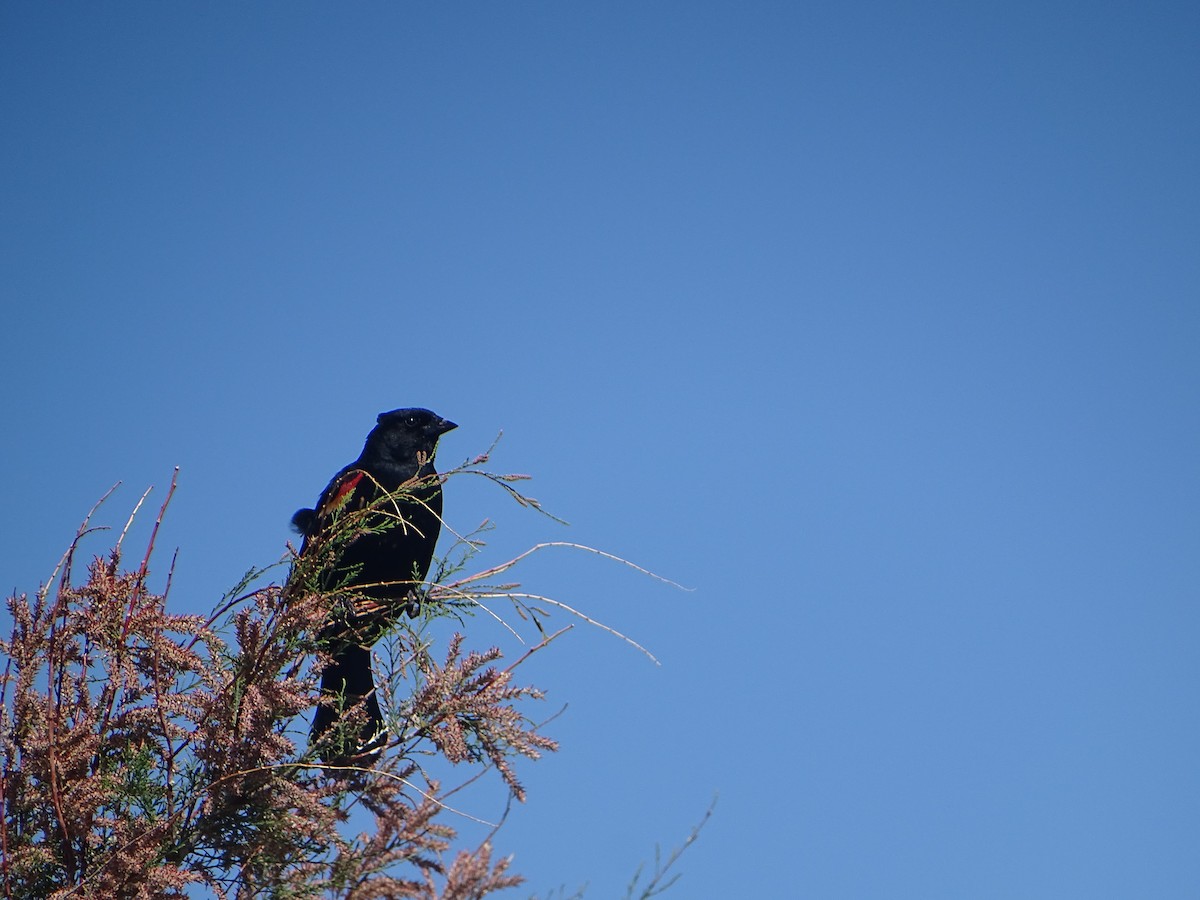 Red-winged Blackbird - ML620623608