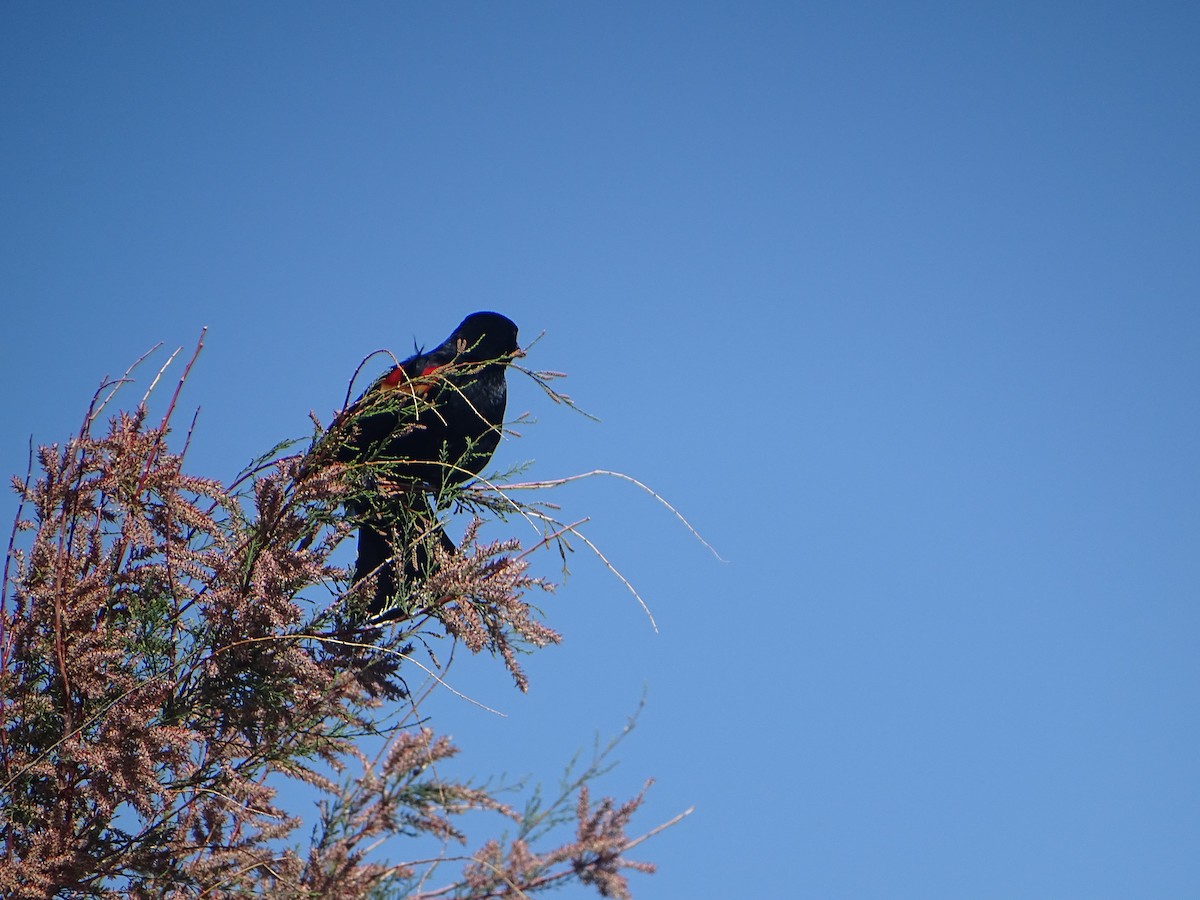 Red-winged Blackbird - ML620623609