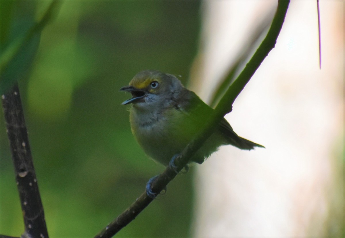 Ak Gözlü Vireo - ML620623612