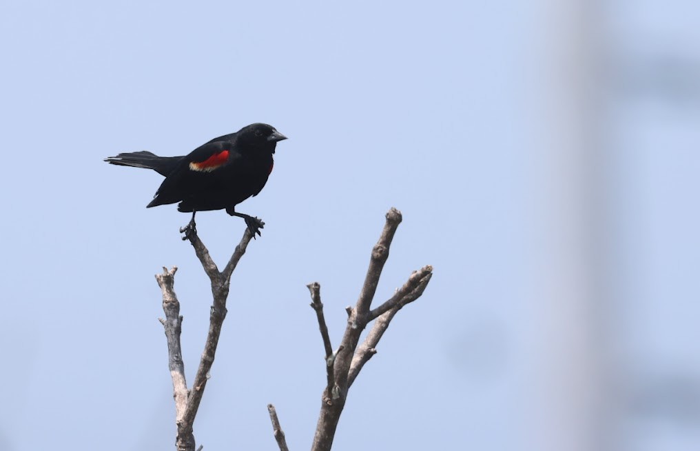 Red-winged Blackbird - ML620623613