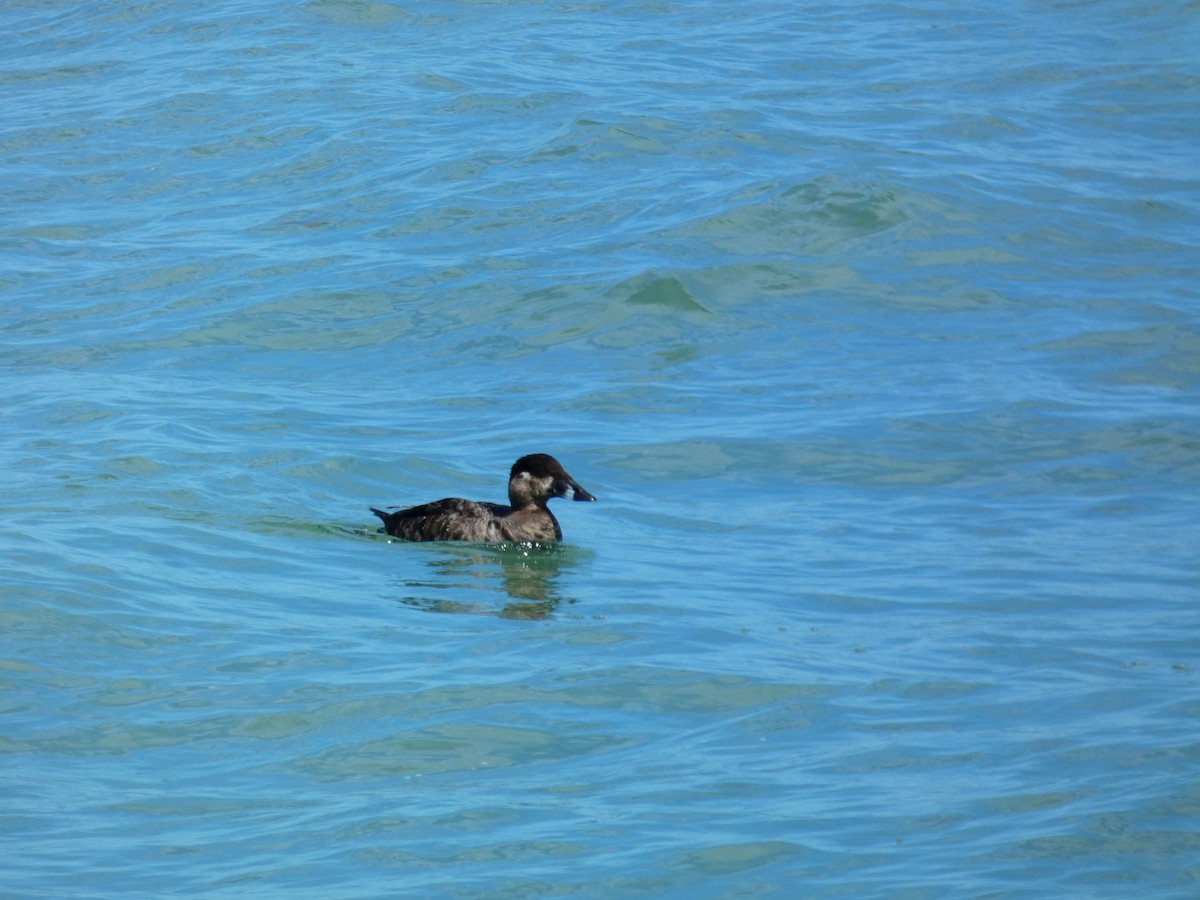 Surf Scoter - ML620623615