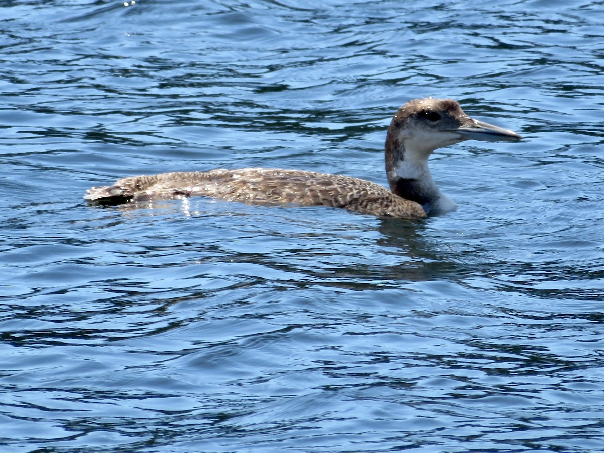 Plongeon huard - ML620623617