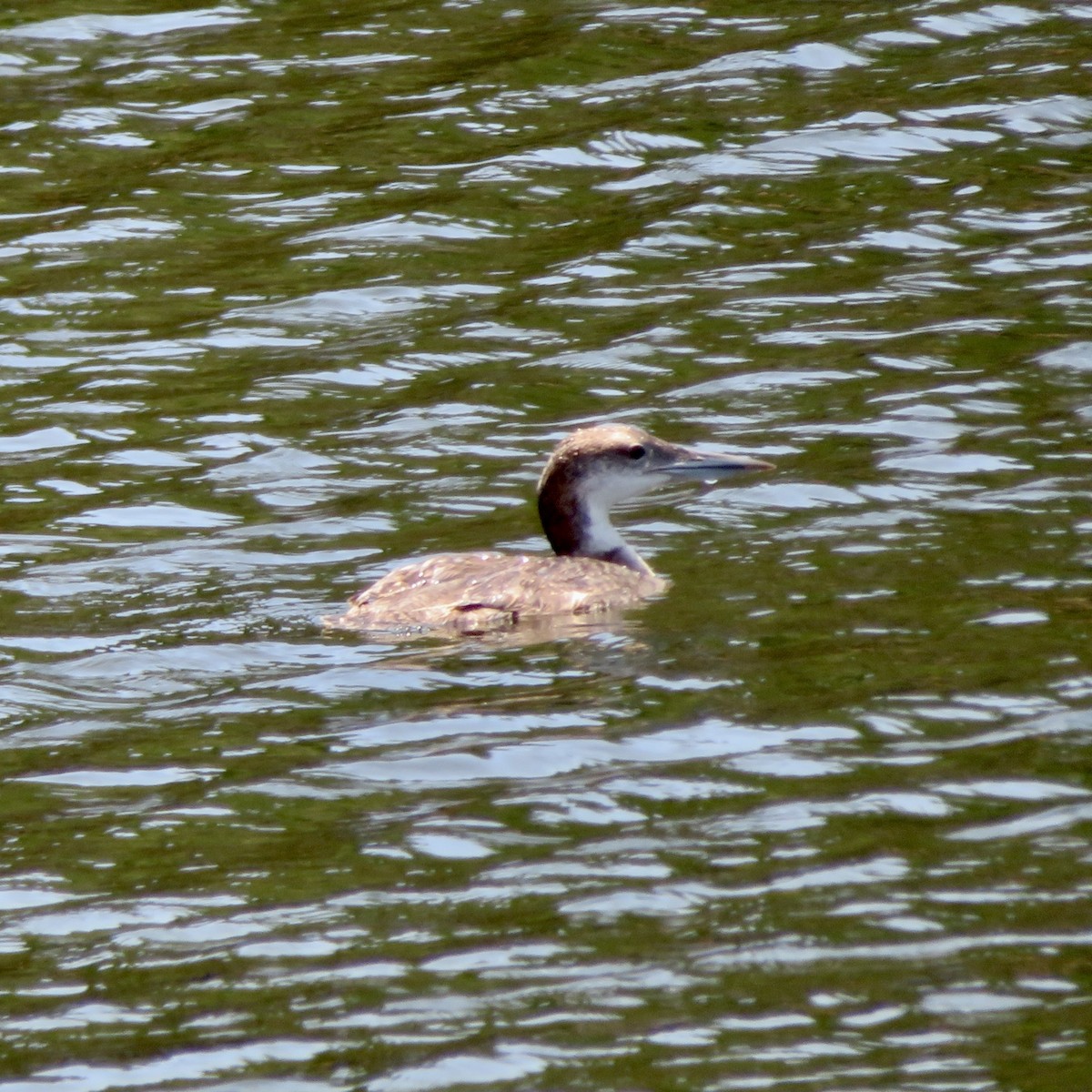 Plongeon huard - ML620623618