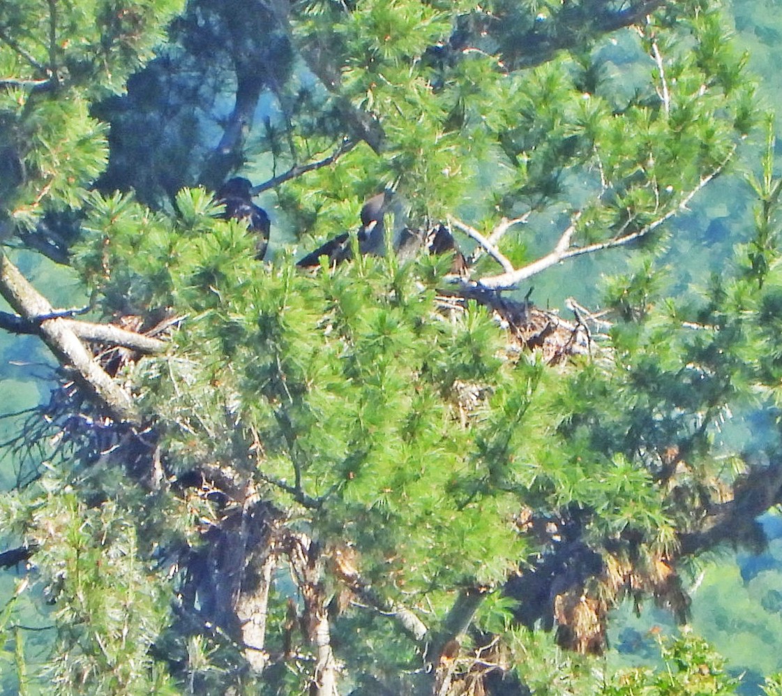 Weißkopf-Seeadler - ML620623620