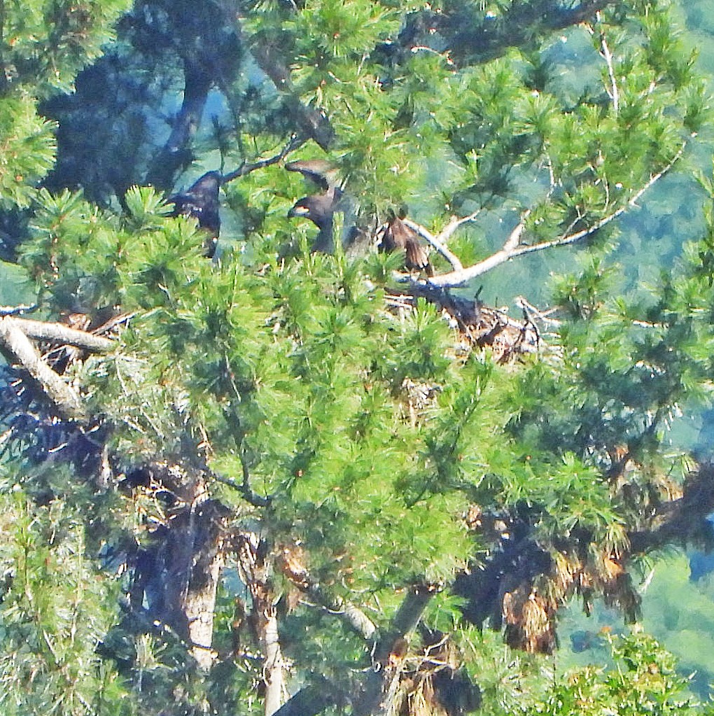 Bald Eagle - ML620623621