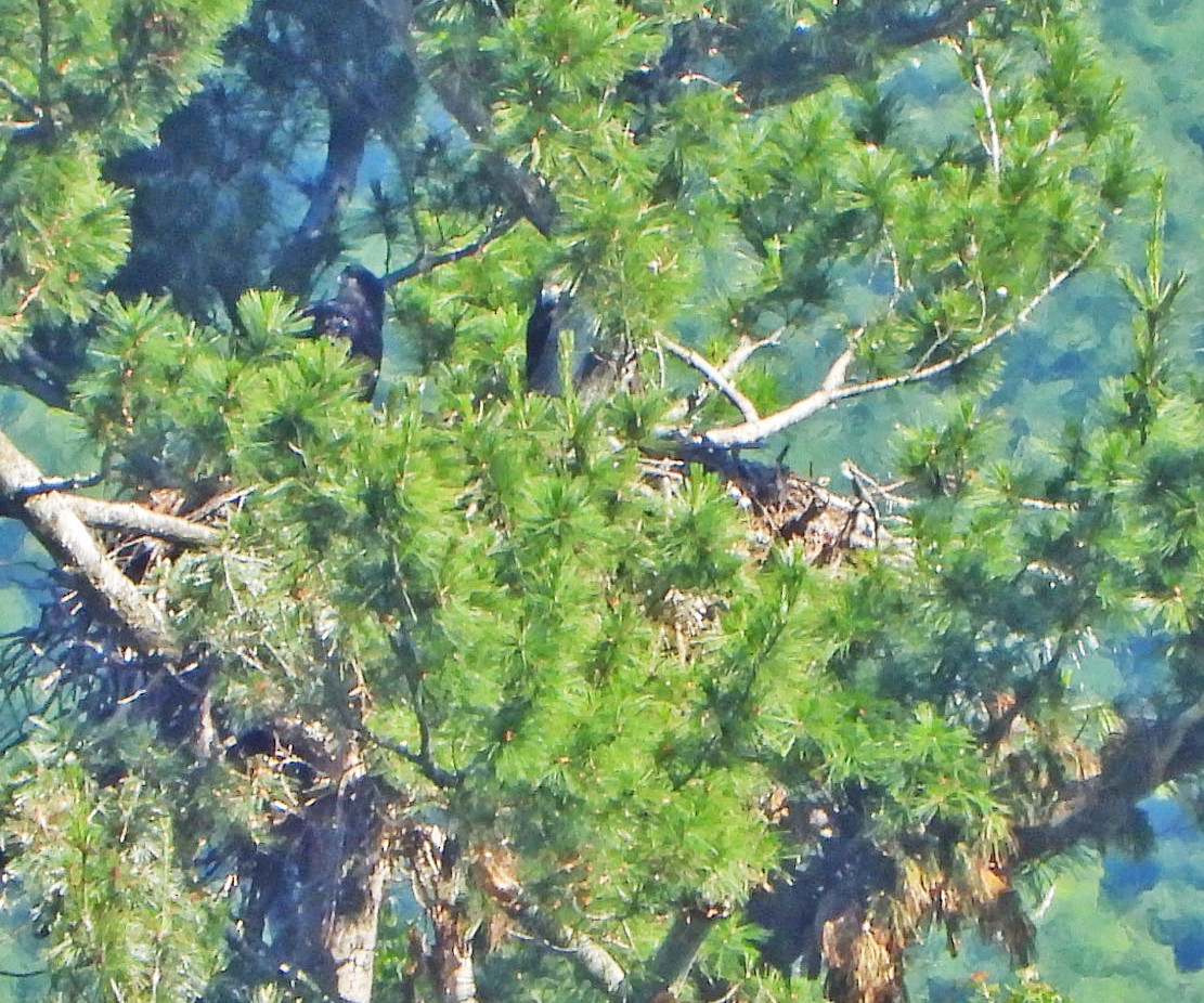 Bald Eagle - ML620623622