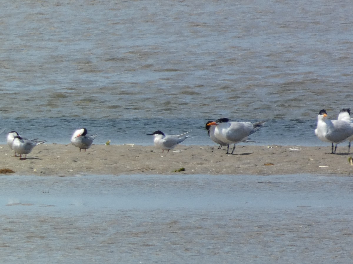 Roseate Tern - ML620623623