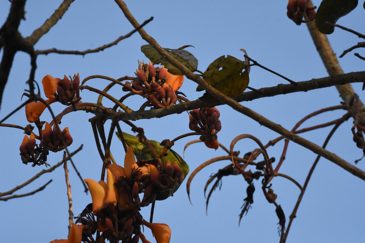 Orange-chinned Parakeet - ML620623624