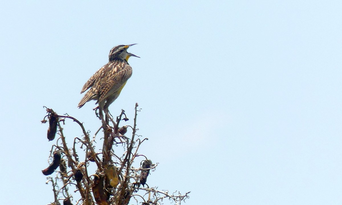 Eastern Meadowlark - ML620623625