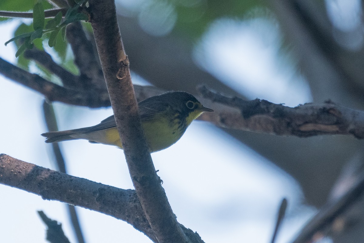 Canada Warbler - ML620623626