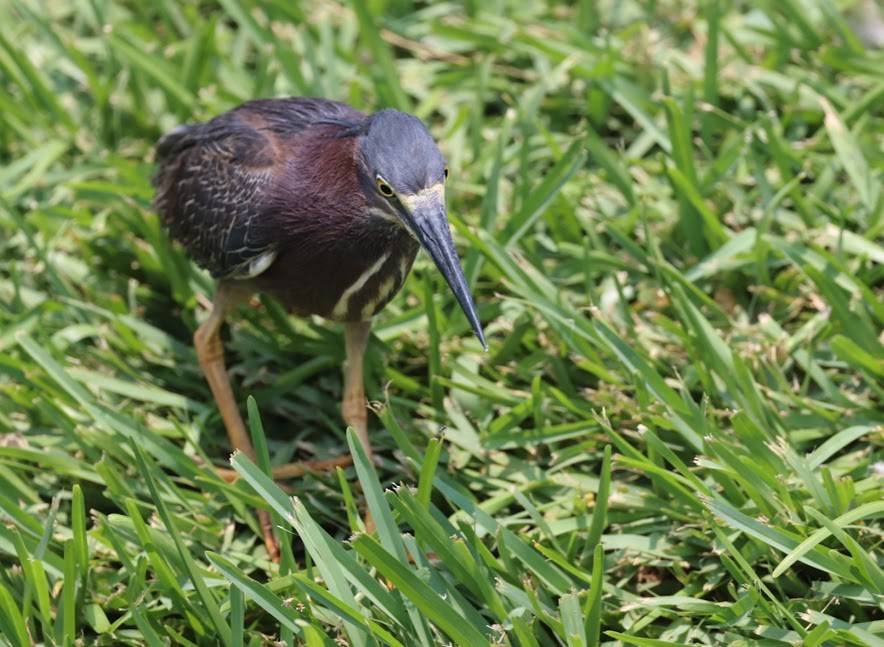 Green Heron - ML620623627