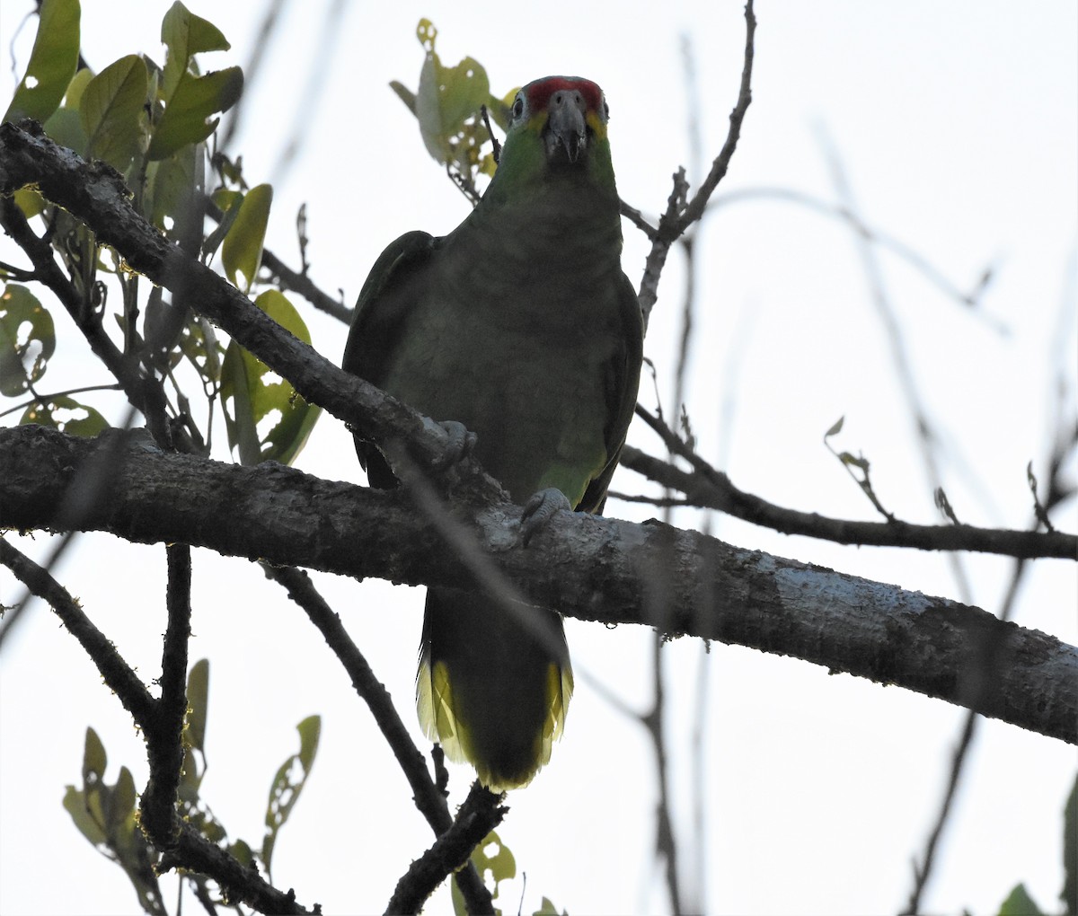 Red-lored Parrot - ML620623628