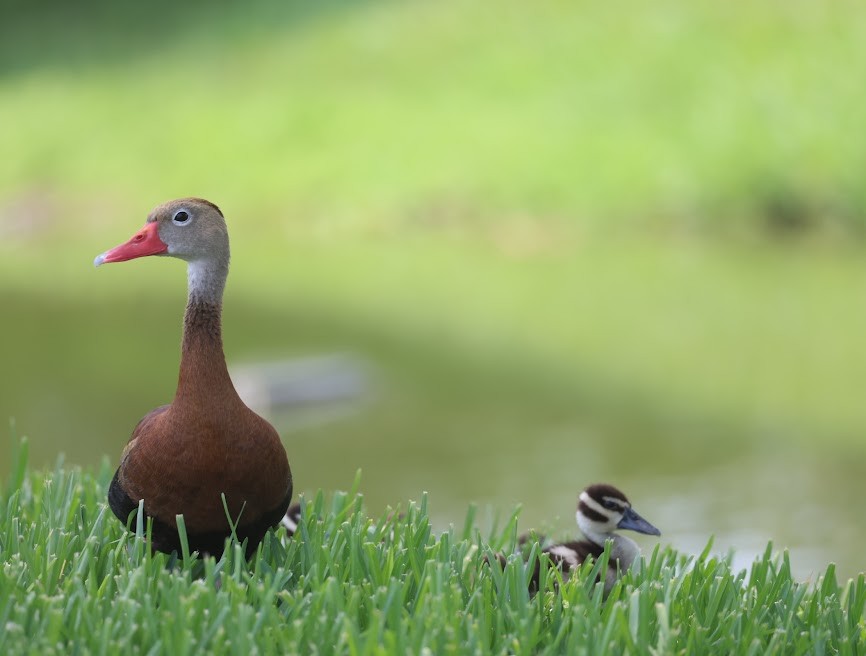 Black-bellied Whistling-Duck - ML620623629