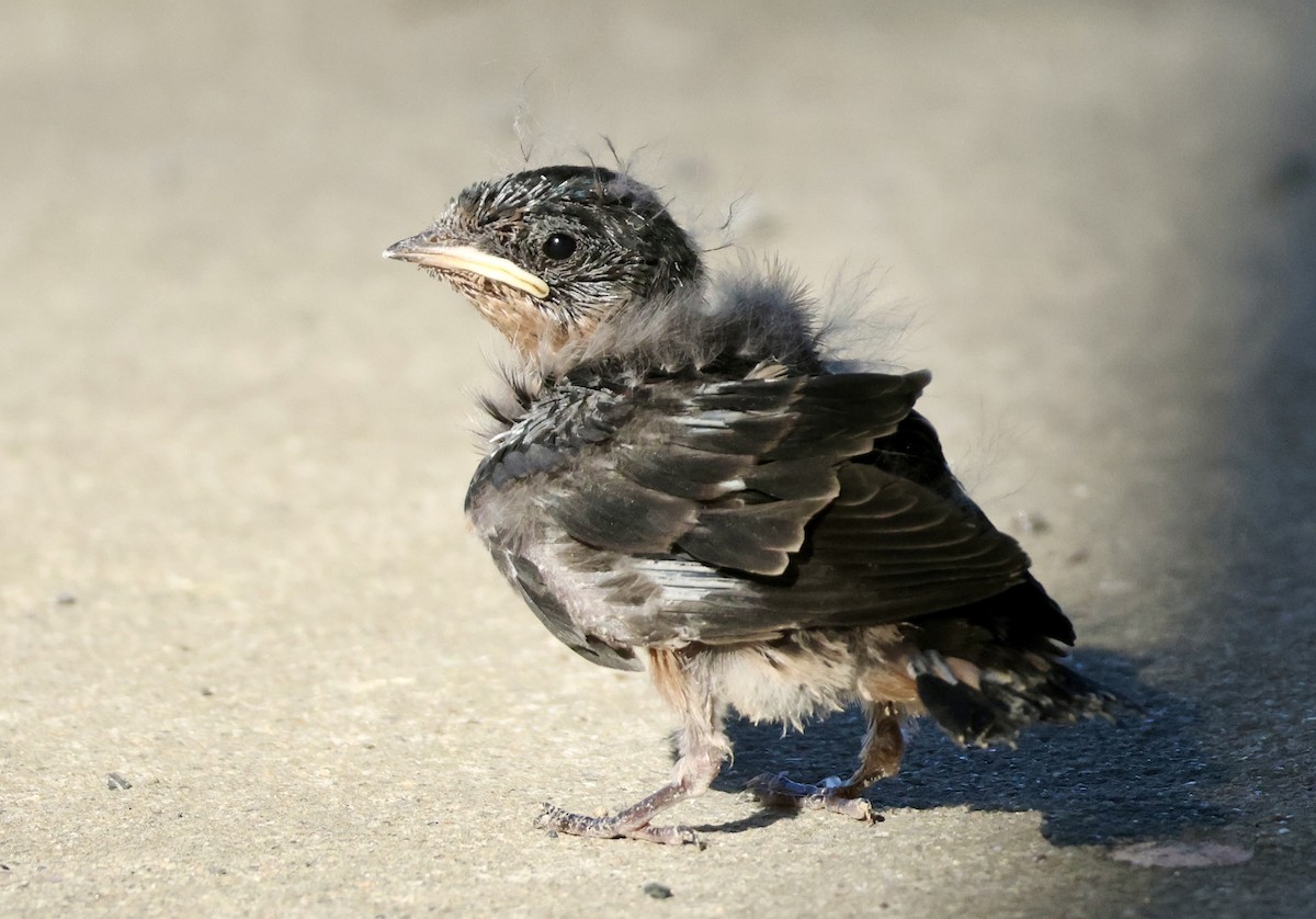 Barn Swallow - ML620623630