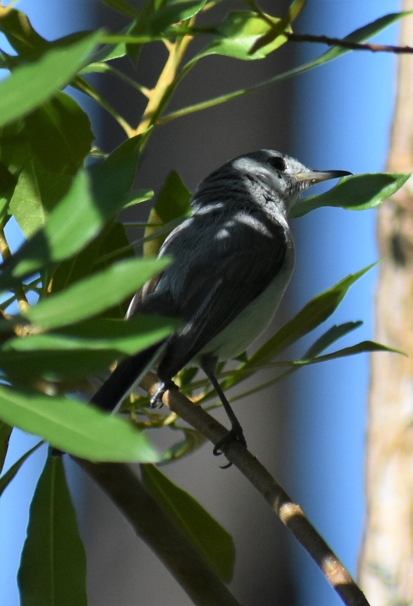 Blue-gray Gnatcatcher - ML620623631