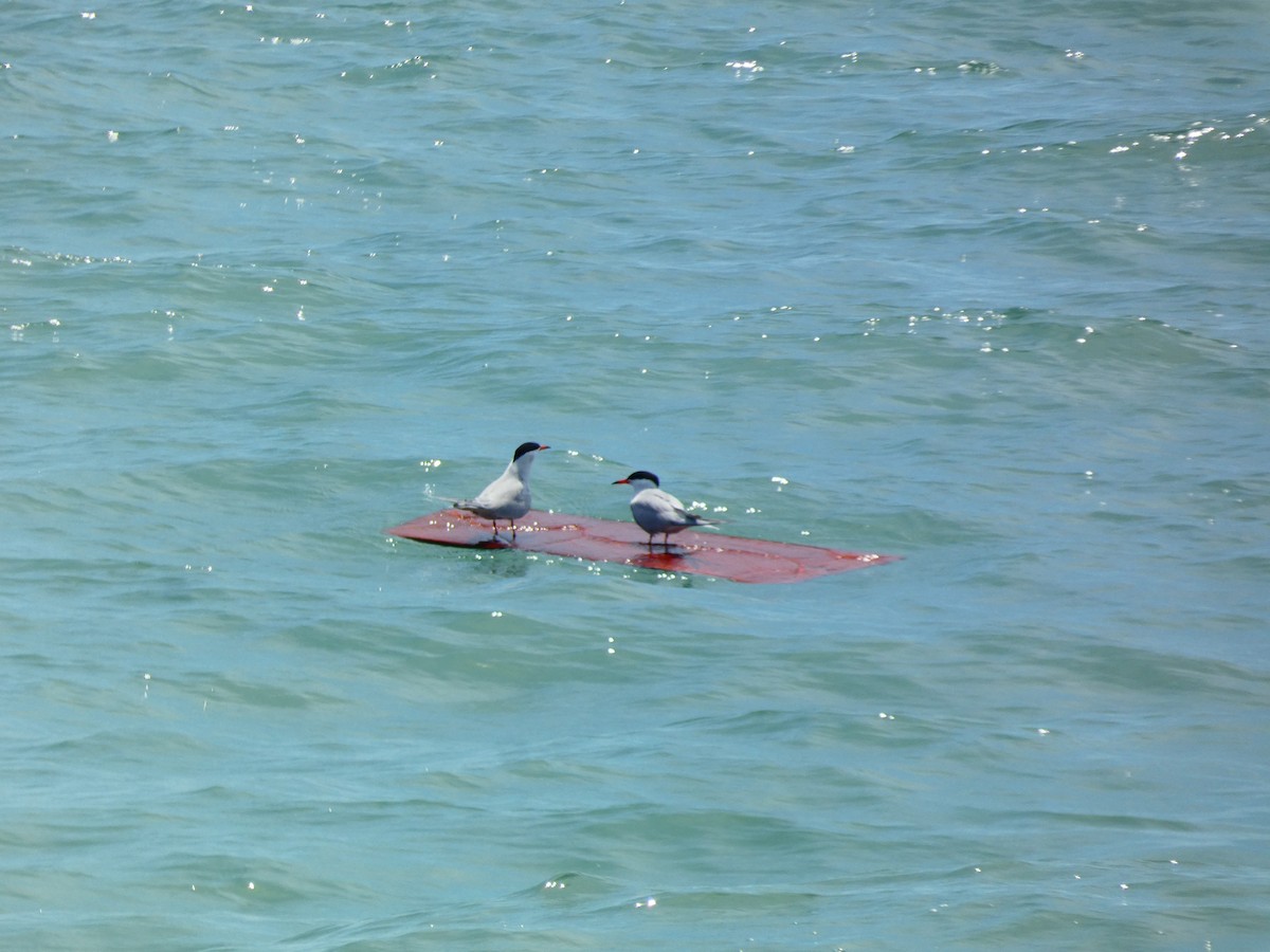 Common Tern - ML620623632