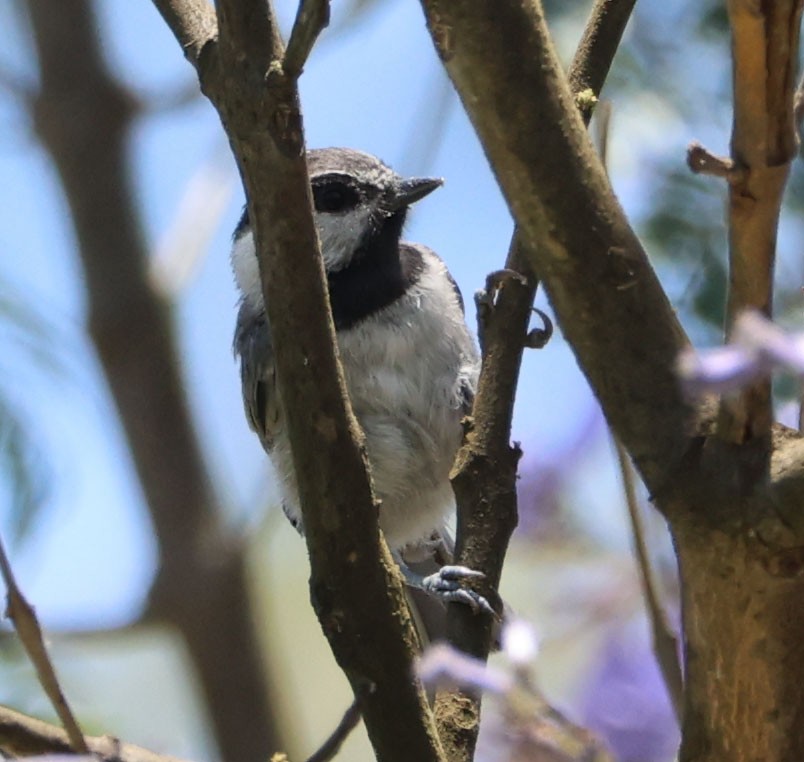 Mountain Chickadee - ML620623633