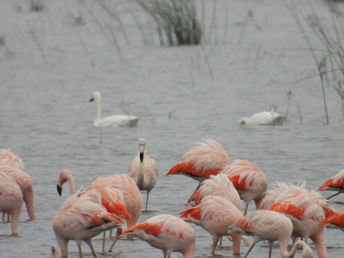 Chilean Flamingo - ML620623634