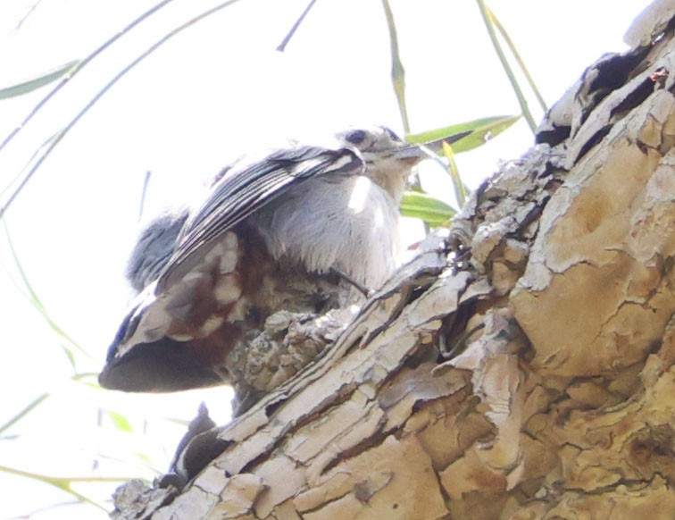 White-breasted Nuthatch - ML620623636