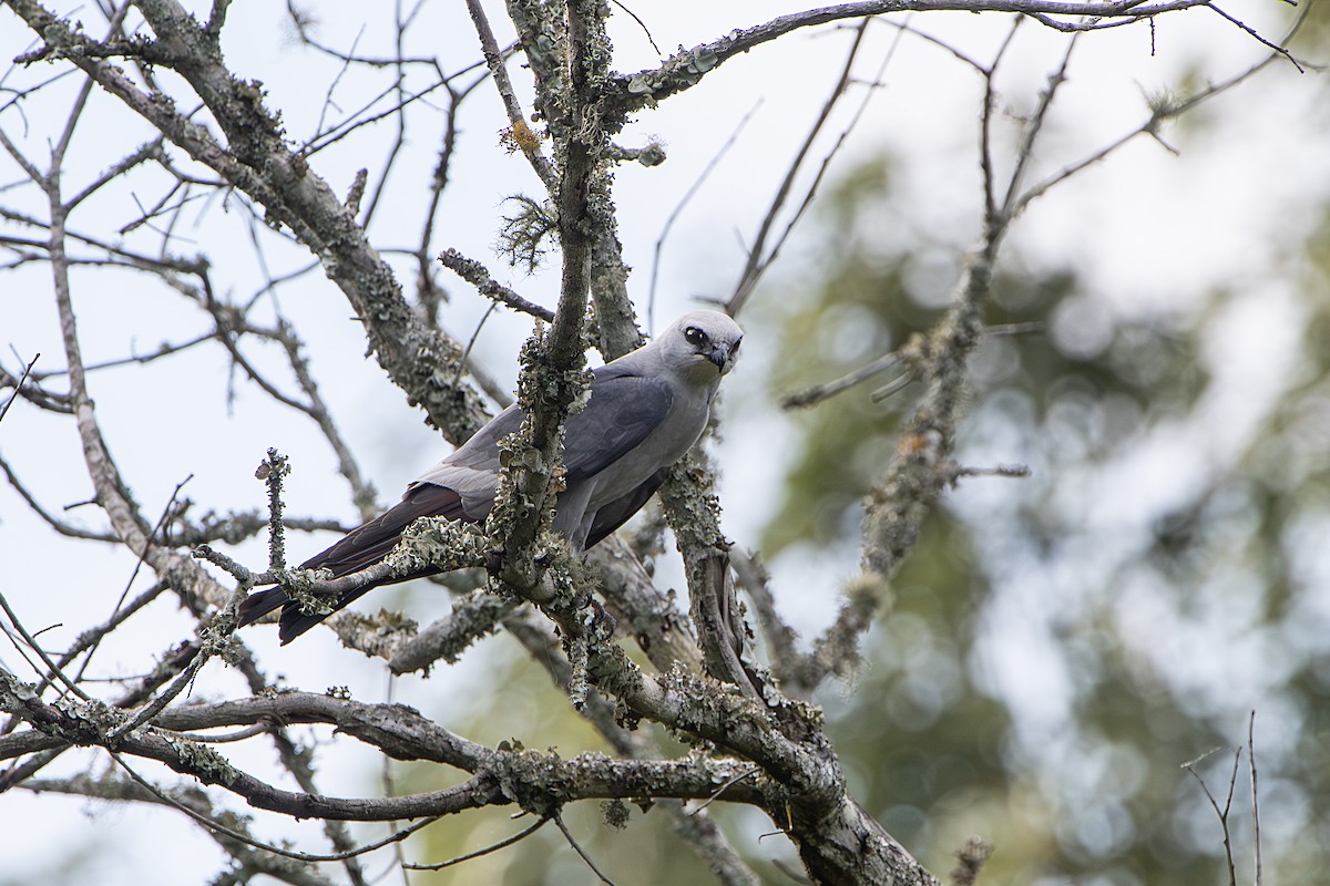 Mississippi Kite - ML620623637