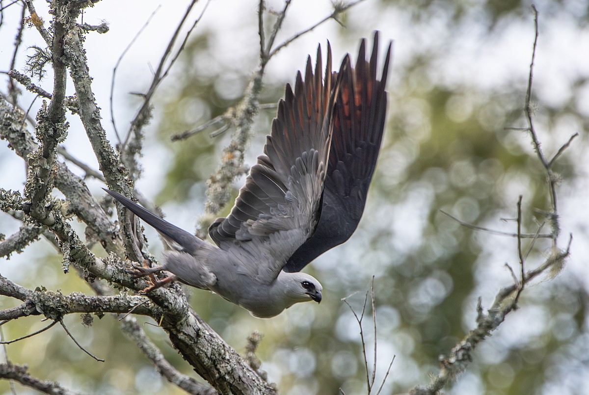 Mississippi Kite - ML620623638