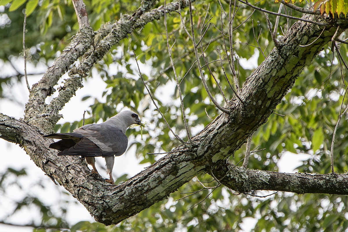 Mississippi Kite - ML620623639