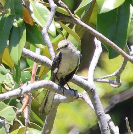 Northern Mockingbird - ML620623640