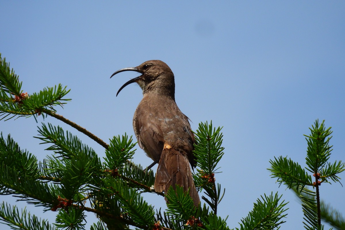 California Thrasher - ML620623641