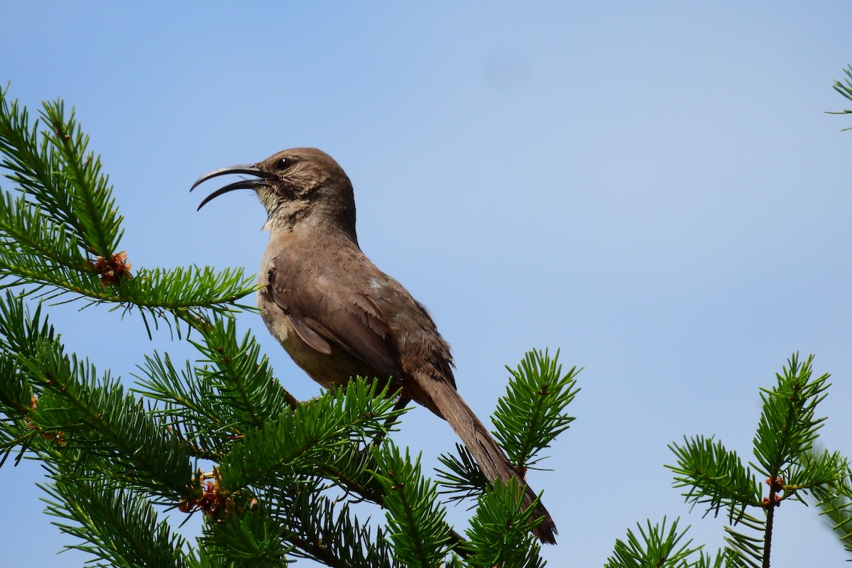 California Thrasher - ML620623642