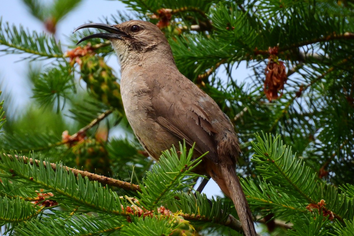 California Thrasher - ML620623643