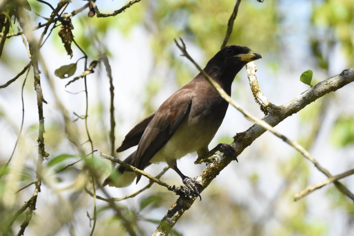 Brown Jay - ML620623644