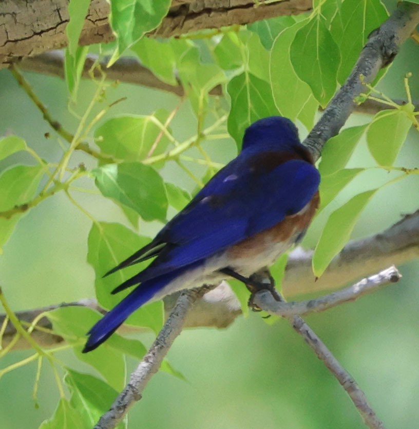 Western Bluebird - Diane Etchison