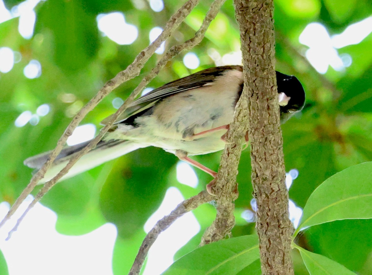 Junco Ojioscuro - ML620623647