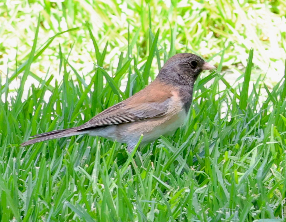 Dark-eyed Junco - Diane Etchison