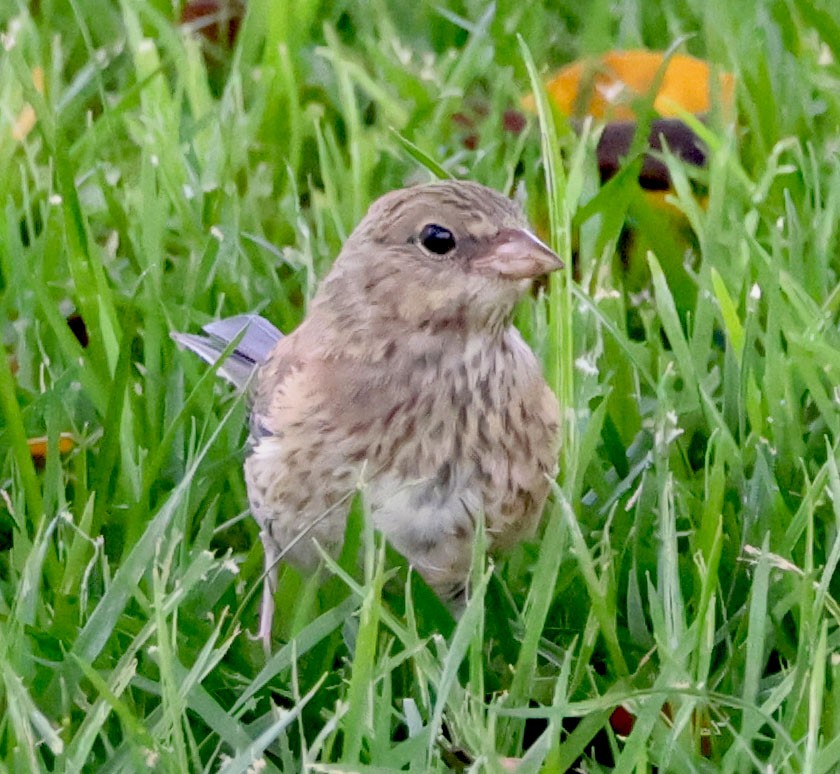 Dark-eyed Junco - ML620623649