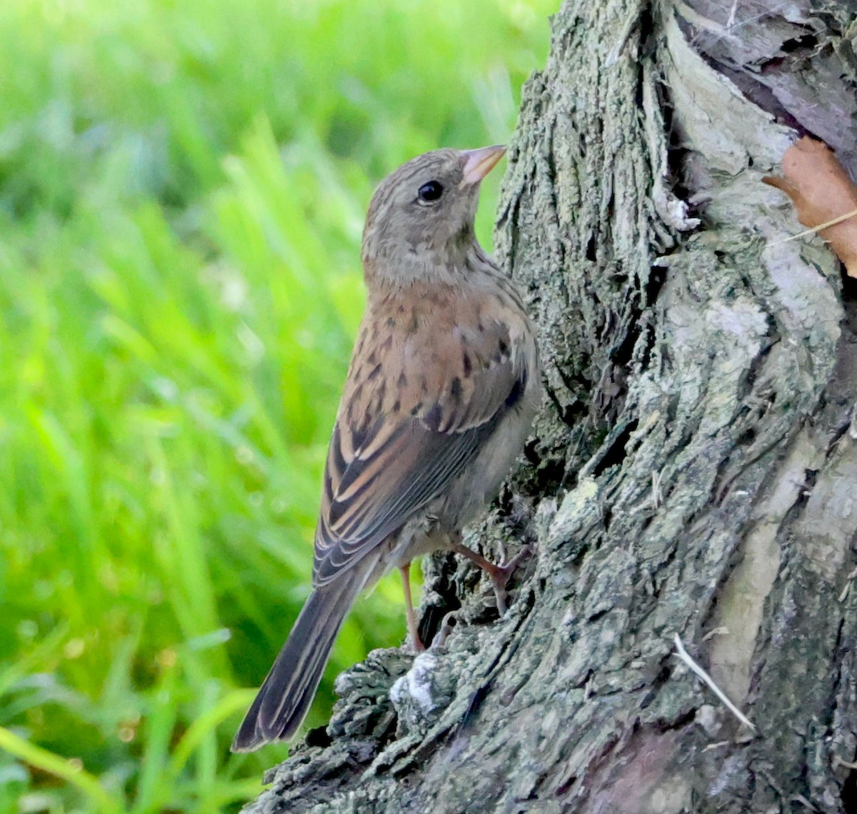 Junco ardoisé - ML620623650