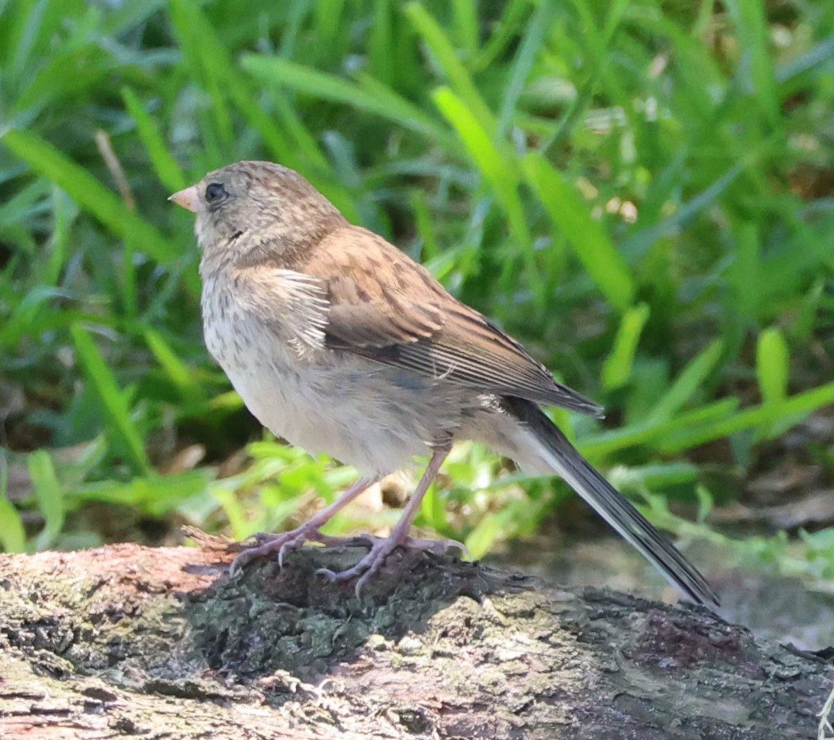 Junco ardoisé - ML620623651