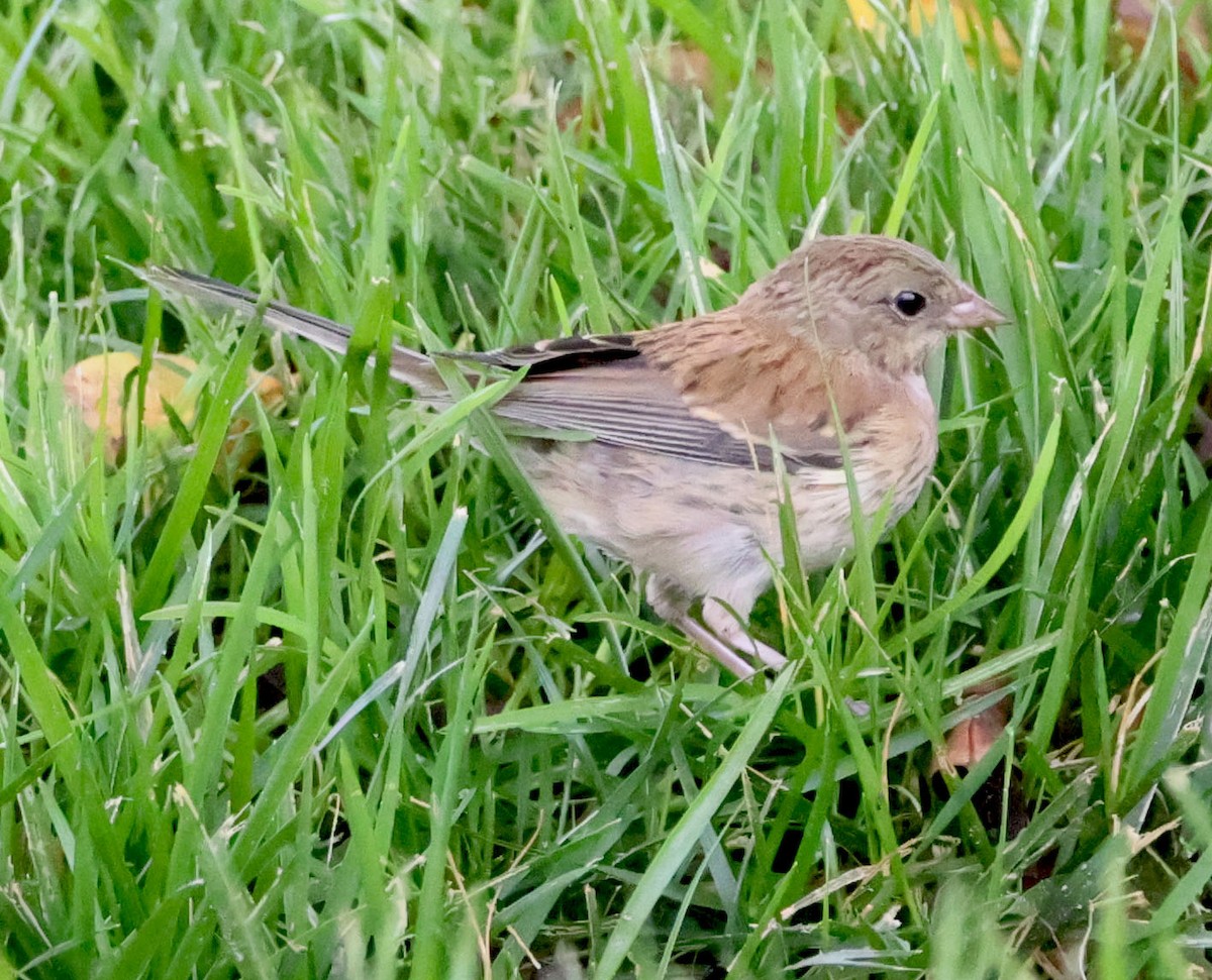 Junco Ojioscuro - ML620623652