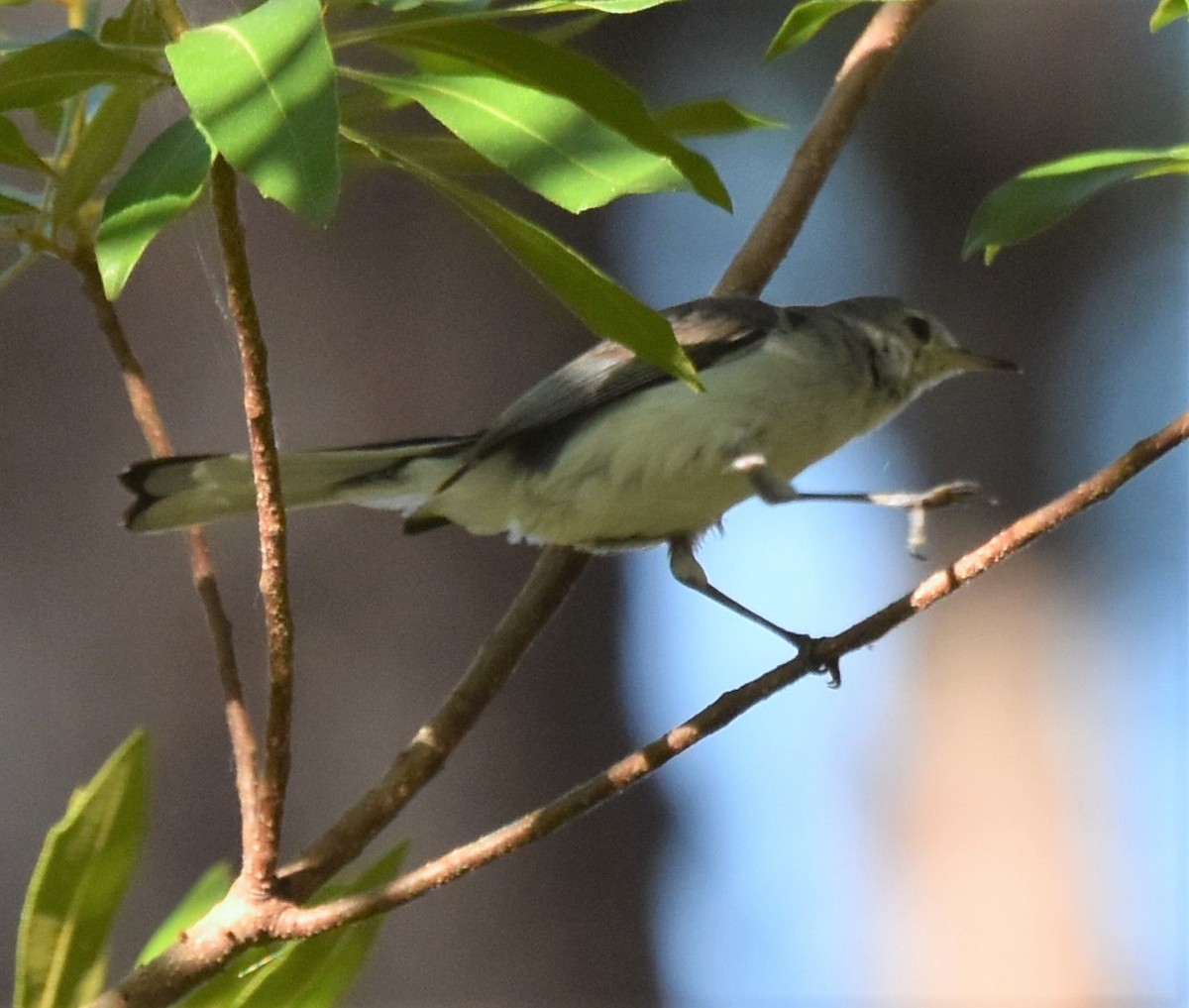 Blue-gray Gnatcatcher - ML620623653