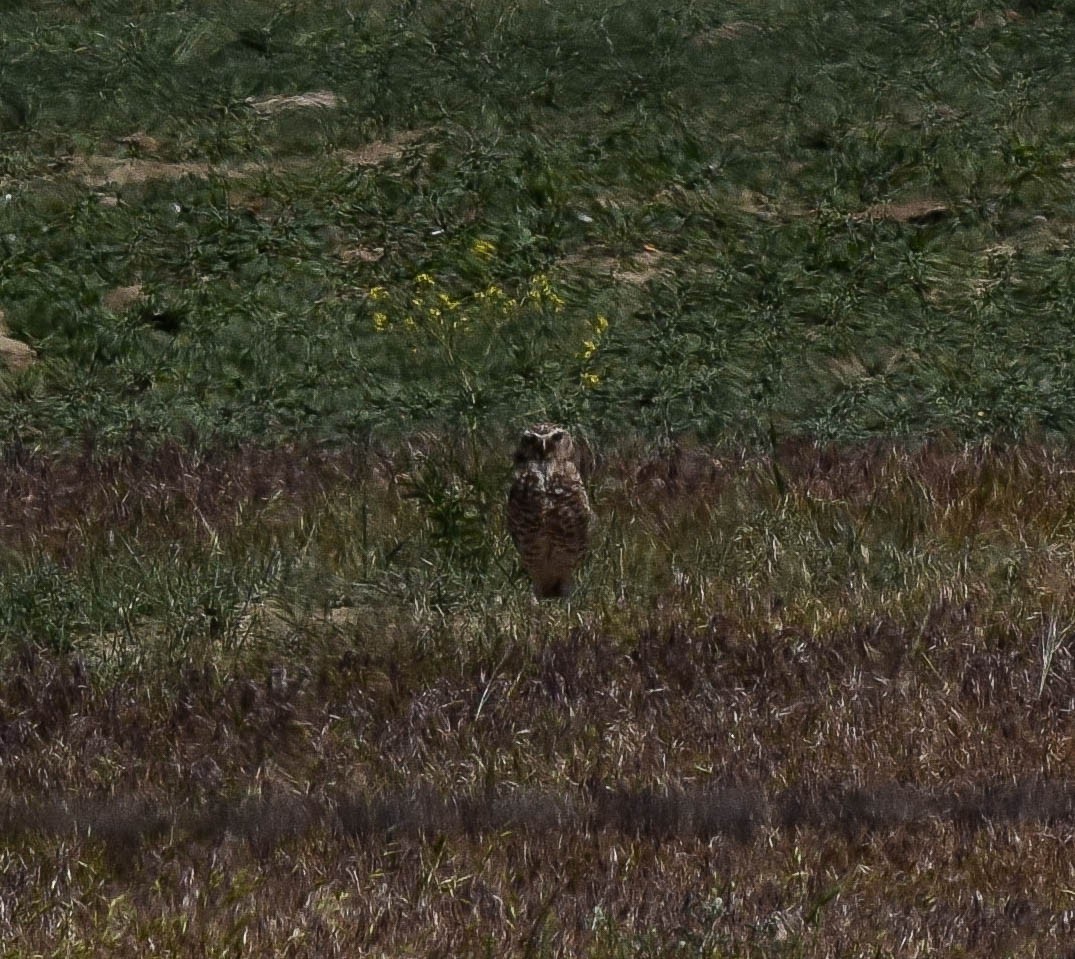 Chevêche des terriers - ML620623655