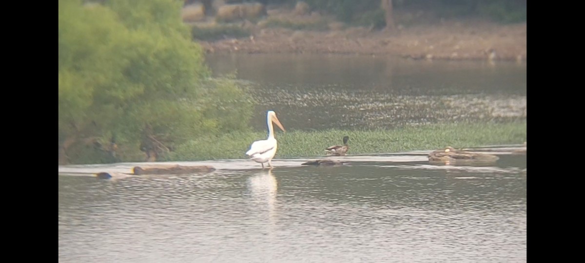 American White Pelican - ML620623656