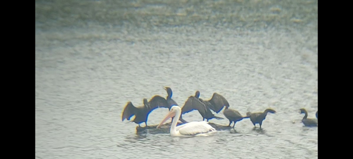 American White Pelican - ML620623657