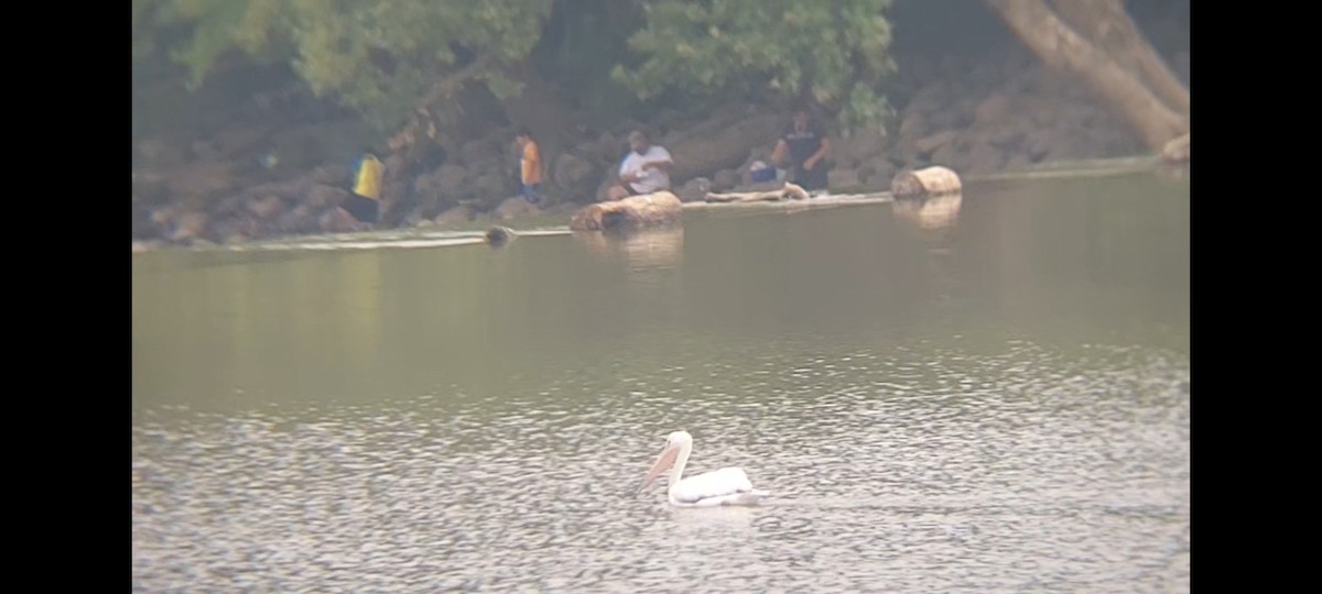 American White Pelican - Emerson Lisboa