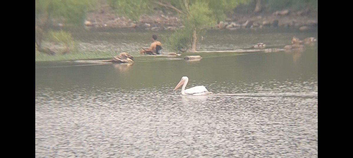 American White Pelican - ML620623659